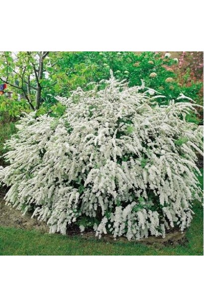 Спірея Вангутта